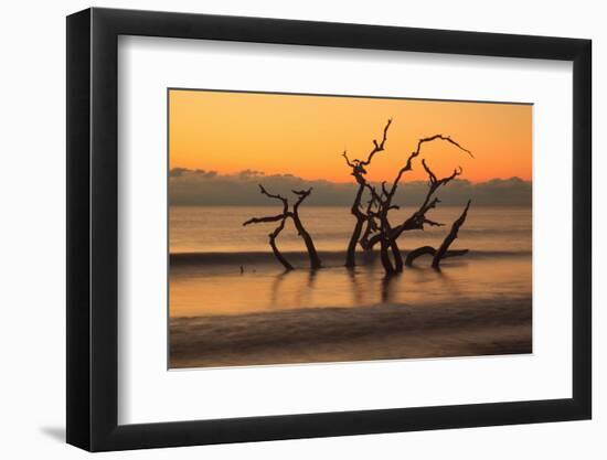 USA, Georgia. Jekyll Island, Driftwood Beach at sunrise.-Joanne Wells-Framed Photographic Print