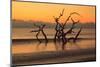 USA, Georgia. Jekyll Island, Driftwood Beach at sunrise.-Joanne Wells-Mounted Photographic Print