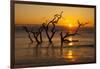 USA, Georgia. Jekyll Island, Driftwood Beach at sunrise.-Joanne Wells-Framed Photographic Print