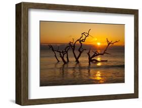 USA, Georgia. Jekyll Island, Driftwood Beach at sunrise.-Joanne Wells-Framed Photographic Print