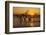 USA, Georgia. Jekyll Island, Driftwood Beach at sunrise.-Joanne Wells-Framed Photographic Print