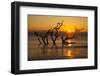 USA, Georgia. Jekyll Island, Driftwood Beach at sunrise.-Joanne Wells-Framed Photographic Print