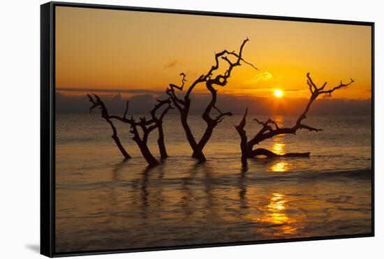 USA, Georgia. Jekyll Island, Driftwood Beach at sunrise.-Joanne Wells-Framed Stretched Canvas