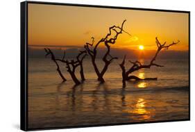 USA, Georgia. Jekyll Island, Driftwood Beach at sunrise.-Joanne Wells-Framed Stretched Canvas