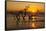 USA, Georgia. Jekyll Island, Driftwood Beach at sunrise.-Joanne Wells-Framed Stretched Canvas