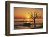 USA, Georgia, Jekyll Island, Sunrise on Driftwood Beach of petrified trees-Hollice Looney-Framed Photographic Print