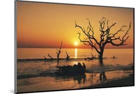 USA, Georgia, Jekyll Island, Sunrise on Driftwood Beach of petrified trees-Hollice Looney-Mounted Photographic Print