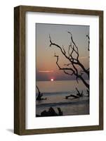 USA, Georgia, Jekyll Island, Sunrise on Driftwood Beach of petrified trees-Hollice Looney-Framed Photographic Print