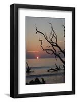 USA, Georgia, Jekyll Island, Sunrise on Driftwood Beach of petrified trees-Hollice Looney-Framed Photographic Print