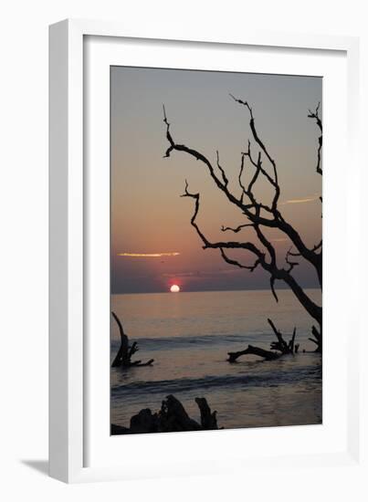 USA, Georgia, Jekyll Island, Sunrise on Driftwood Beach of petrified trees-Hollice Looney-Framed Photographic Print