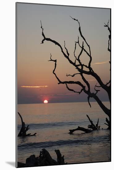 USA, Georgia, Jekyll Island, Sunrise on Driftwood Beach of petrified trees-Hollice Looney-Mounted Photographic Print