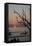 USA, Georgia, Jekyll Island, Sunrise on Driftwood Beach of petrified trees-Hollice Looney-Framed Stretched Canvas