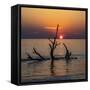 USA, Georgia, Jekyll Island, Sunrise on Driftwood Beach of petrified trees-Hollice Looney-Framed Stretched Canvas