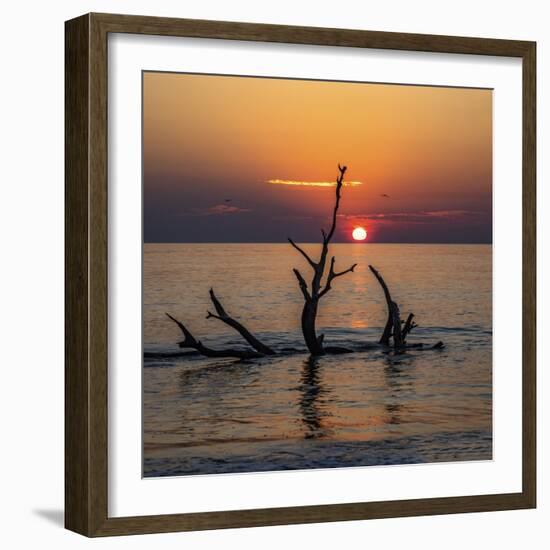 USA, Georgia, Jekyll Island, Sunrise on Driftwood Beach of petrified trees-Hollice Looney-Framed Photographic Print