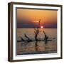 USA, Georgia, Jekyll Island, Sunrise on Driftwood Beach of petrified trees-Hollice Looney-Framed Photographic Print