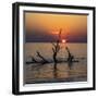 USA, Georgia, Jekyll Island, Sunrise on Driftwood Beach of petrified trees-Hollice Looney-Framed Photographic Print