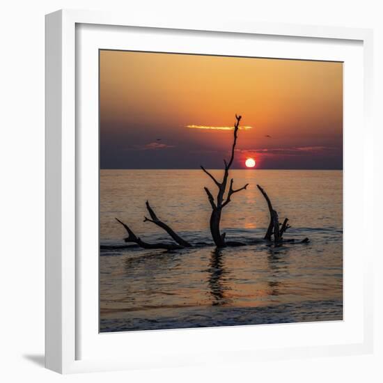 USA, Georgia, Jekyll Island, Sunrise on Driftwood Beach of petrified trees-Hollice Looney-Framed Photographic Print