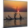 USA, Georgia, Jekyll Island, Sunrise on Driftwood Beach of petrified trees-Hollice Looney-Mounted Photographic Print