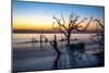 USA, Georgia, Jekyll Island, Sunrise on Driftwood Beach of petrified trees-Hollice Looney-Mounted Photographic Print