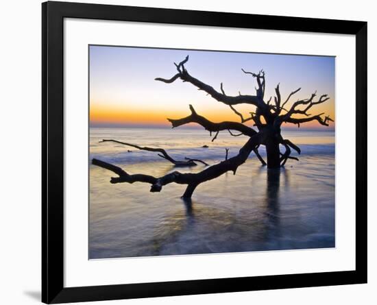 USA, Georgia. Jekyll Island, tree, ocean-George Theodore-Framed Photographic Print