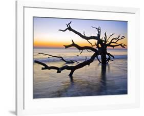 USA, Georgia. Jekyll Island, tree, ocean-George Theodore-Framed Photographic Print