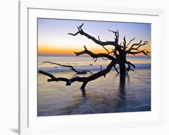 USA, Georgia. Jekyll Island, tree, ocean-George Theodore-Framed Photographic Print