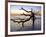 USA, Georgia. Jekyll Island, tree, ocean-George Theodore-Framed Photographic Print