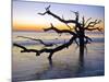 USA, Georgia. Jekyll Island, tree, ocean-George Theodore-Mounted Photographic Print