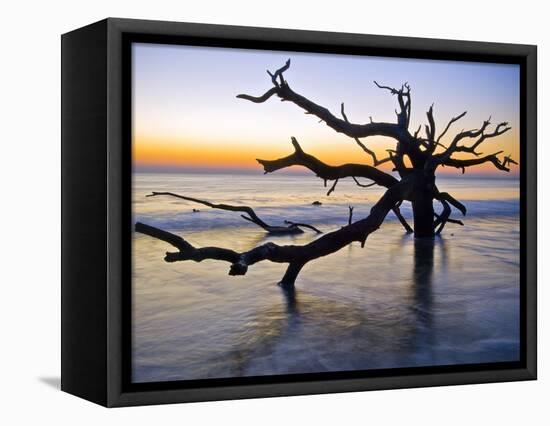 USA, Georgia. Jekyll Island, tree, ocean-George Theodore-Framed Stretched Canvas