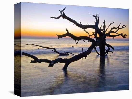 USA, Georgia. Jekyll Island, tree, ocean-George Theodore-Stretched Canvas