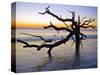 USA, Georgia. Jekyll Island, tree, ocean-George Theodore-Stretched Canvas