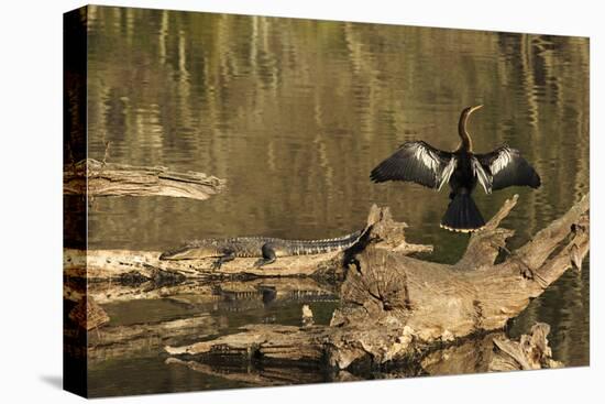 USA, Georgia, Riceboro. Alligator and anhinga sunning on log.-Joanne Wells-Stretched Canvas