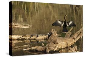 USA, Georgia, Riceboro. Alligator and anhinga sunning on log.-Joanne Wells-Stretched Canvas