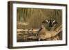 USA, Georgia, Riceboro. Alligator and anhinga sunning on log.-Joanne Wells-Framed Photographic Print