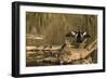 USA, Georgia, Riceboro. Alligator and anhinga sunning on log.-Joanne Wells-Framed Photographic Print