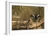 USA, Georgia, Riceboro. Alligator and anhinga sunning on log.-Joanne Wells-Framed Photographic Print