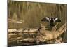 USA, Georgia, Riceboro. Alligator and anhinga sunning on log.-Joanne Wells-Mounted Photographic Print