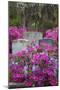 USA, Georgia, Savannah, Azaleas and Wisteria at Bonaventure Cemetery-Joanne Wells-Mounted Photographic Print