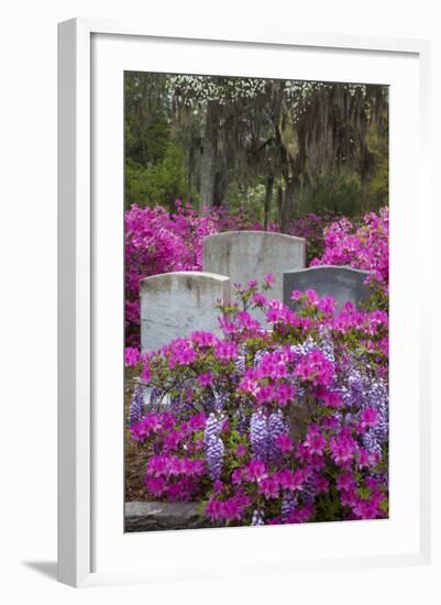 USA, Georgia, Savannah, Azaleas and Wisteria at Bonaventure Cemetery-Joanne Wells-Framed Photographic Print