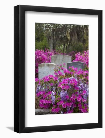 USA, Georgia, Savannah, Azaleas and Wisteria at Bonaventure Cemetery-Joanne Wells-Framed Photographic Print