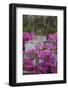 USA, Georgia, Savannah, Azaleas and Wisteria at Bonaventure Cemetery-Joanne Wells-Framed Photographic Print