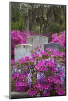 USA, Georgia, Savannah, Azaleas and Wisteria at Bonaventure Cemetery-Joanne Wells-Mounted Photographic Print