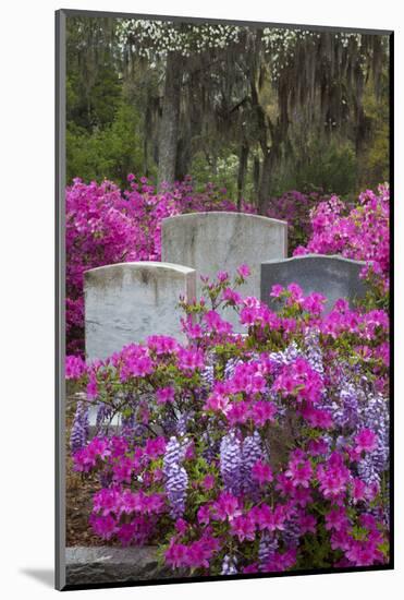 USA, Georgia, Savannah, Azaleas and Wisteria at Bonaventure Cemetery-Joanne Wells-Mounted Photographic Print