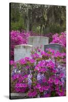 USA, Georgia, Savannah, Azaleas and Wisteria at Bonaventure Cemetery-Joanne Wells-Stretched Canvas