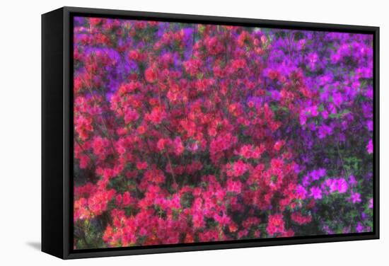 USA, Georgia, Savannah, Azaleas at Bonaventure Cemetery-Joanne Wells-Framed Stretched Canvas