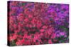 USA, Georgia, Savannah, Azaleas at Bonaventure Cemetery-Joanne Wells-Stretched Canvas