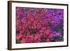 USA, Georgia, Savannah, Azaleas at Bonaventure Cemetery-Joanne Wells-Framed Photographic Print