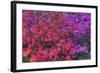 USA, Georgia, Savannah, Azaleas at Bonaventure Cemetery-Joanne Wells-Framed Photographic Print