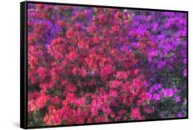 USA, Georgia, Savannah, Azaleas at Bonaventure Cemetery-Joanne Wells-Framed Stretched Canvas