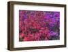 USA, Georgia, Savannah, Azaleas at Bonaventure Cemetery-Joanne Wells-Framed Photographic Print